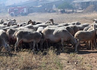 Οι κτηνοτρόφοι προς τον αντιπεριφερειάρχη Καβάλας για την ζωονόσο της ευλογιάς: «Σας ζητήσαμε απλές και αυτονόητες ενέργειες»