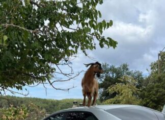 Οι αδέσποτοι σκύλοι και τα ελεύθερα γίδια, είναι πρόβλημα στην Θάσο!