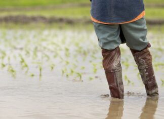 Π.Ε. Καβάλας: Προστατευτείτε από την λεπτοσπείρωση