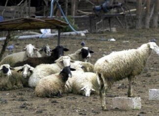 Έκτακτη οικονομική στήριξη των κτηνοτρόφων λόγω ζωονόσων