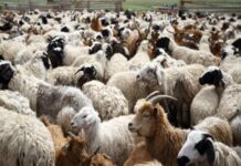 Η ενίσχυση ανά επιλέξιμο ζώο αυξάνεται από 6€ σε 9€ για την Θάσο και από 14€ σε 21€ για την Περιφερειακή Ενότητα Καβάλας