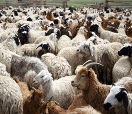 Η ενίσχυση ανά επιλέξιμο ζώο αυξάνεται από 6€ σε 9€ για την Θάσο και από 14€ σε 21€ για την Περιφερειακή Ενότητα Καβάλας