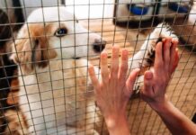 Δήμος Καβάλας: Ο απολογισμός της διαχείρισης των αδέσποτων ζώων. Την διετία 2024-2025 έγιναν μόνο 4 αναδοχές!