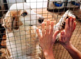 Δήμος Καβάλας: Ο απολογισμός της διαχείρισης των αδέσποτων ζώων. Την διετία 2024-2025 έγιναν μόνο 4 αναδοχές!