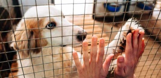 Δήμος Καβάλας: Ο απολογισμός της διαχείρισης των αδέσποτων ζώων. Την διετία 2024-2025 έγιναν μόνο 4 αναδοχές!