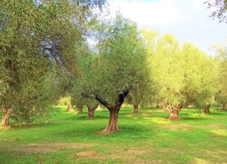 Η διοίκηση της Περιφέρειας μεθοδεύει την ιδιωτικοποίηση του προγράμματος δακοκτονίας στην Θάσο, ισχυρίζεται η παράταξη «Λαϊκή Συσπείρωση»