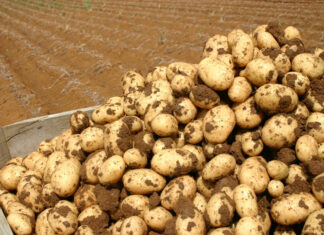Η επιβίωση της πατάτας απειλείται από αβεβαιότητα
