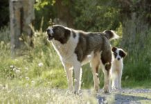 Πριν από την κατασκευή κυνοκομείου στην Θάσο, μπορούν να δοκιμαστούν κι άλλα μέτρα για τους αδέσποτους σκύλους στο βουνό