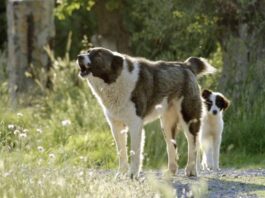 Πριν από την κατασκευή κυνοκομείου στην Θάσο, μπορούν να δοκιμαστούν κι άλλα μέτρα για τους αδέσποτους σκύλους στο βουνό