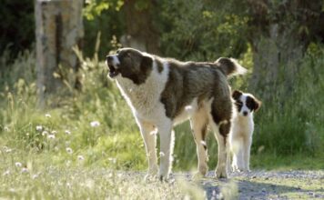 Πριν από την κατασκευή κυνοκομείου στην Θάσο, μπορούν να δοκιμαστούν κι άλλα μέτρα για τους αδέσποτους σκύλους στο βουνό