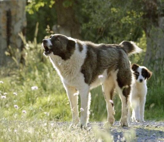 Πριν από την κατασκευή κυνοκομείου στην Θάσο, μπορούν να δοκιμαστούν κι άλλα μέτρα για τους αδέσποτους σκύλους στο βουνό