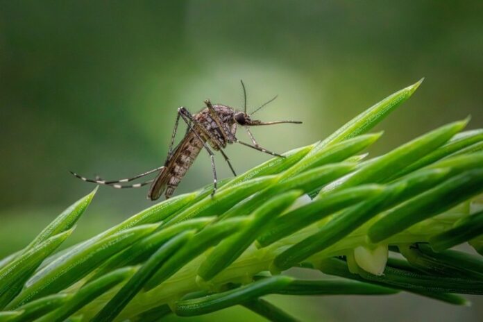 mosquito