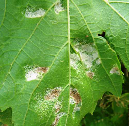 peronosporos