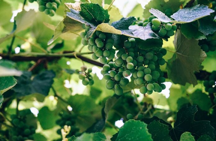 agoura_grapes