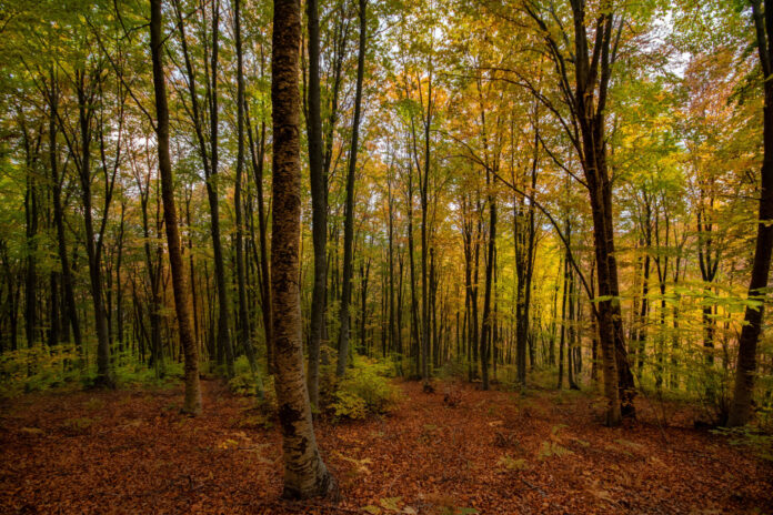 Forest,In,Paggaio,Mountain,-greece